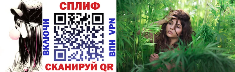 Каннабис планчик  Чулым 